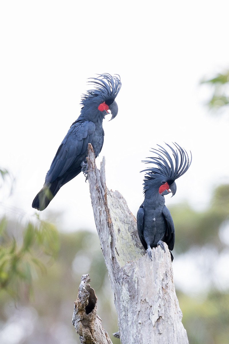 Cacatúa Enlutada - ML609816643