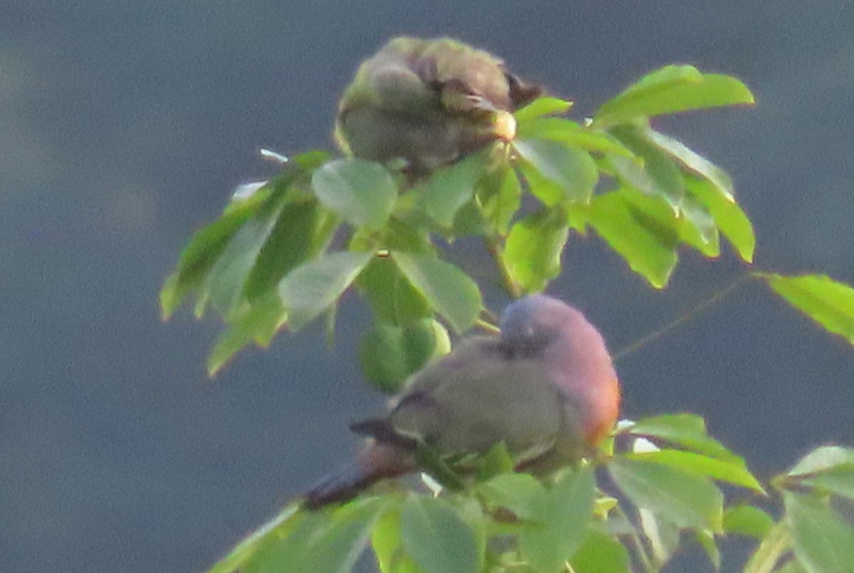 Pink-necked Green-Pigeon - Paul Aston
