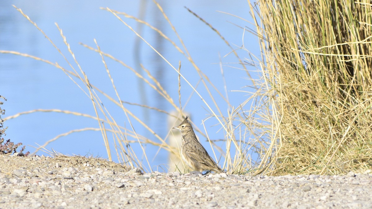 Crested Lark - ML609816653