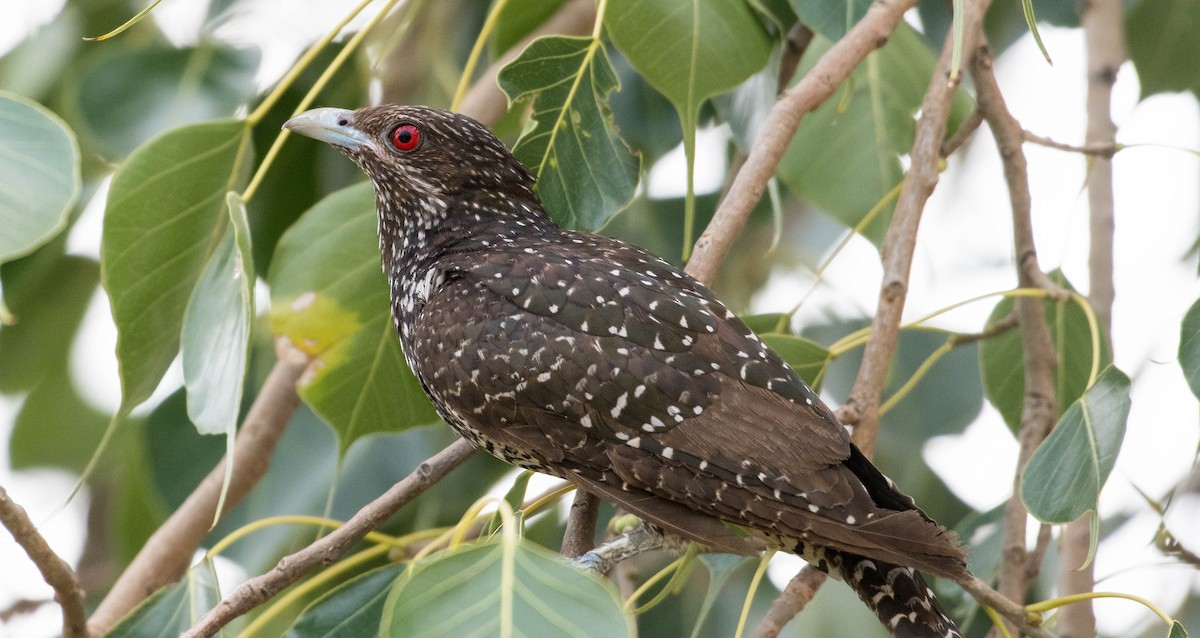 Asian Koel - ML609816657