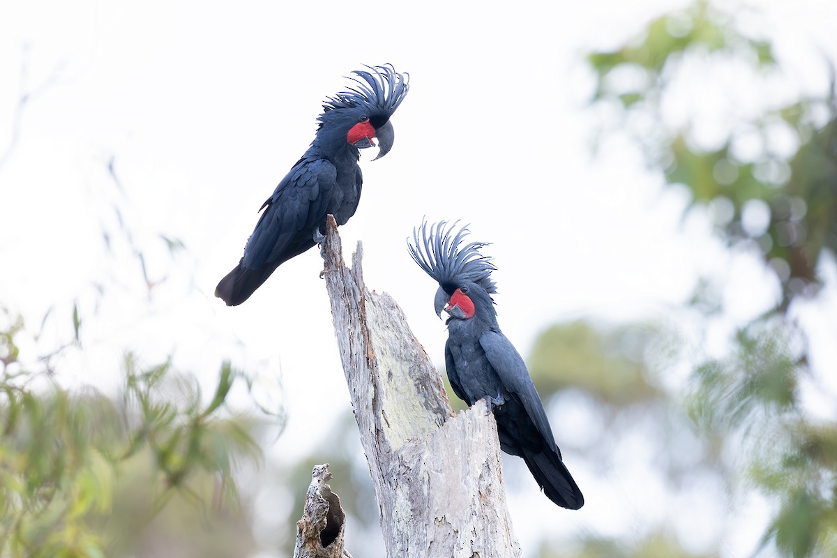 Palm Cockatoo - ML609816662