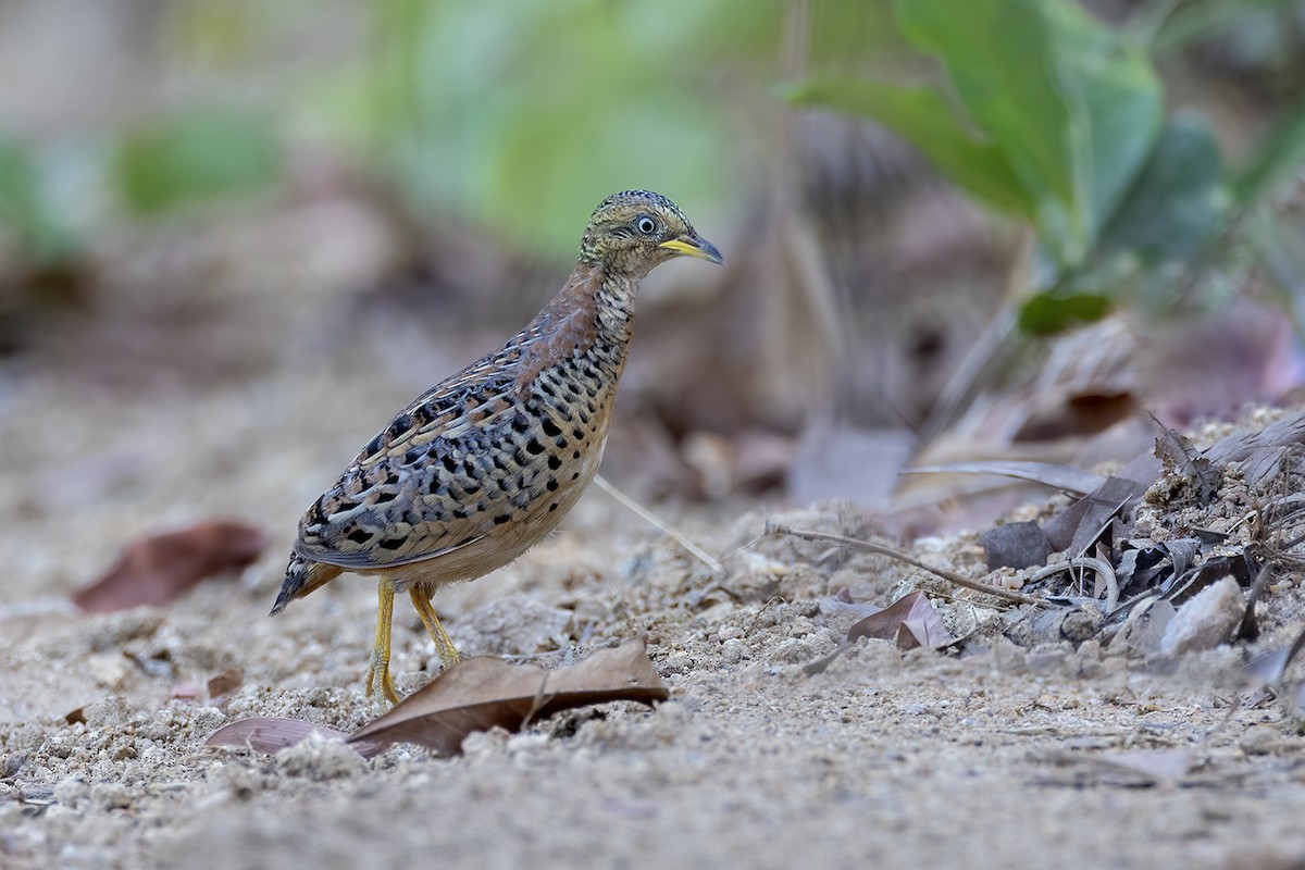 Red-backed Buttonquail - ML609816667