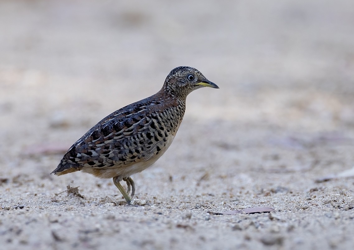 Red-backed Buttonquail - ML609816668