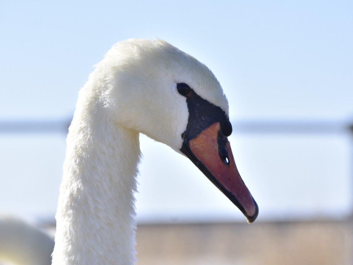 Mute Swan - ML609816670