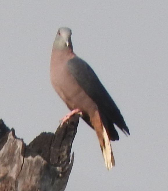 Pigeon à nuque bronzée - ML609816680