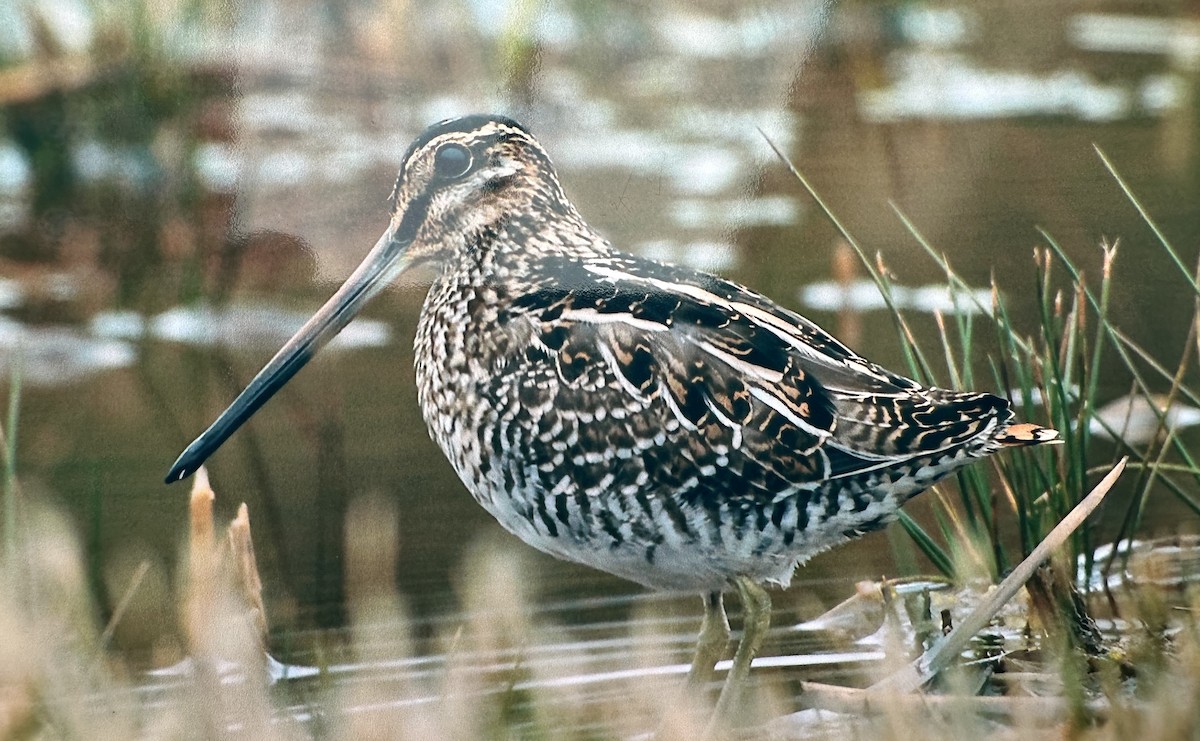 Wilson's Snipe - ML609816681