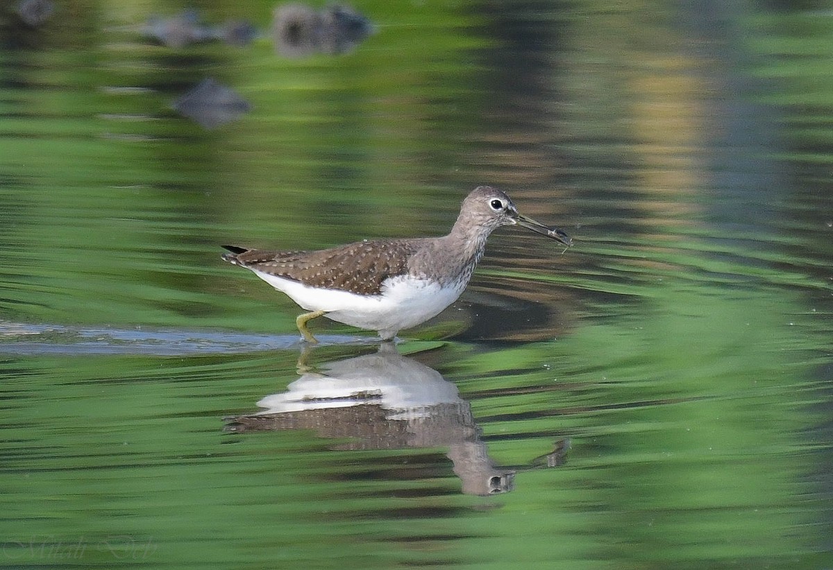 Green Sandpiper - ML609816694