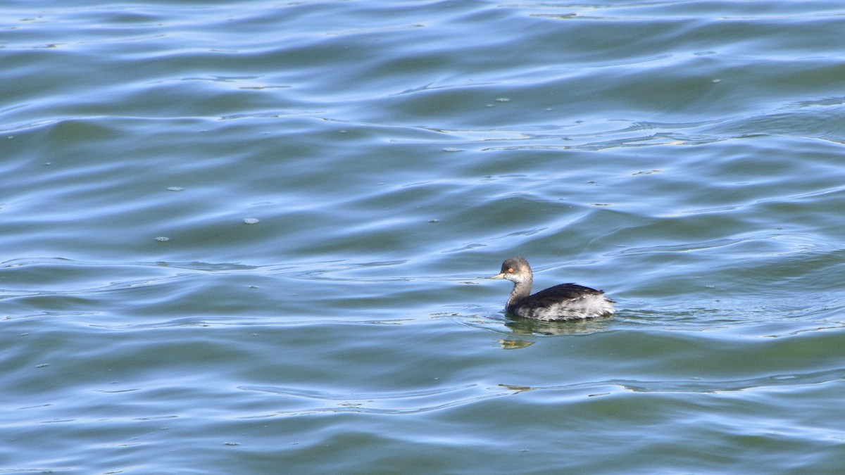 Eared Grebe - ML609816702