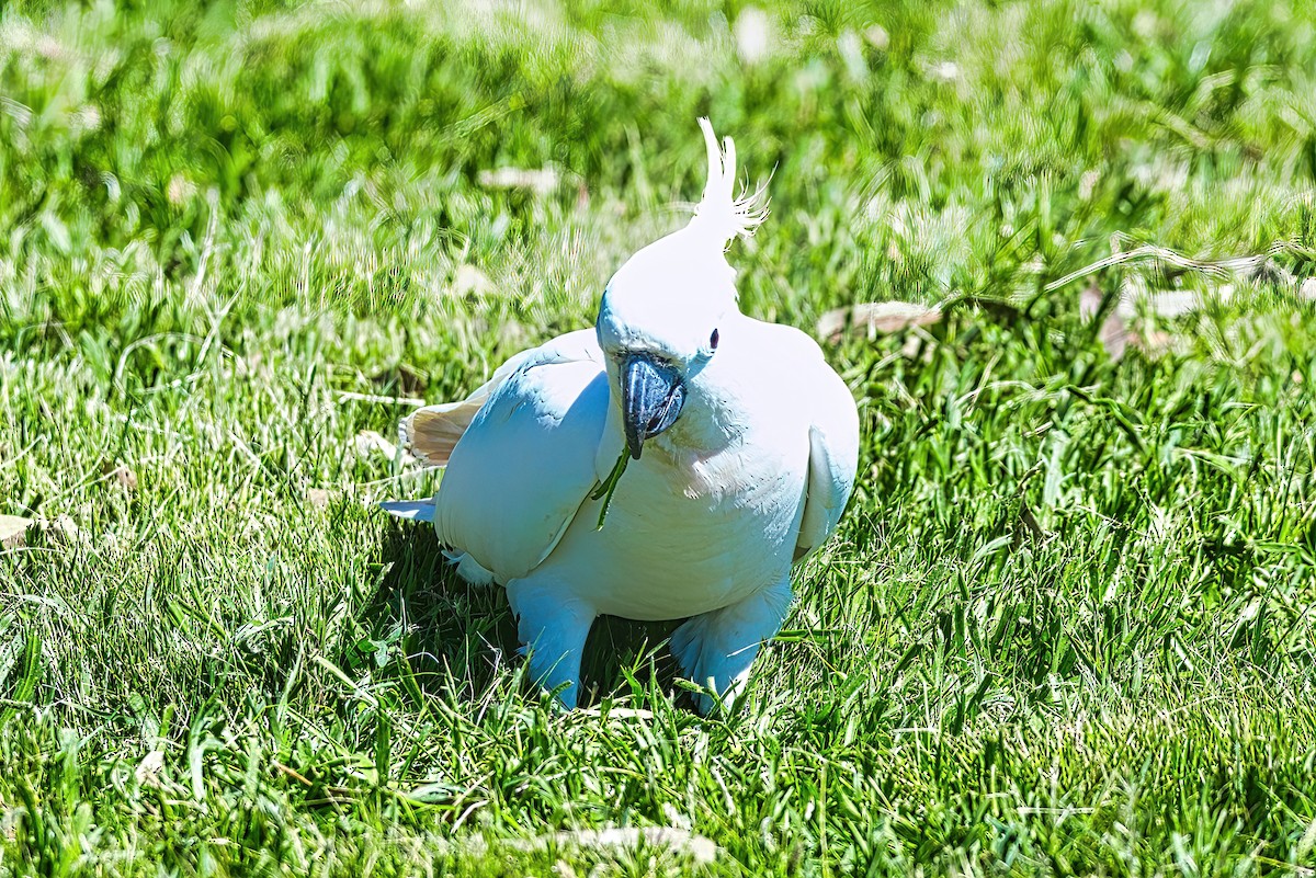 Sulphur-crested Cockatoo - ML609816724