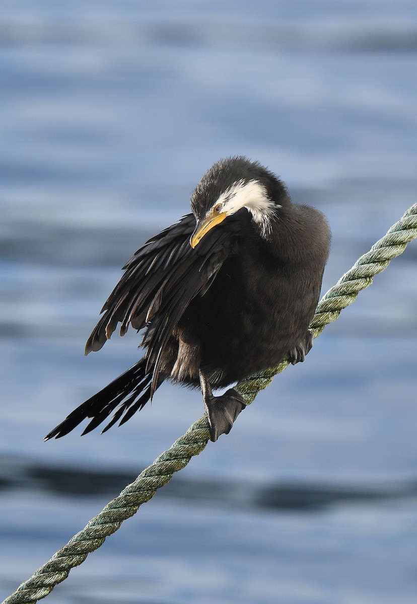 Little Pied Cormorant - ML609816745