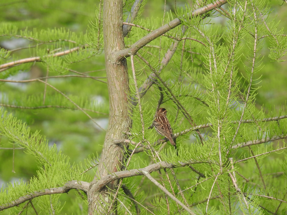 Little Bunting - Xinyi Wang