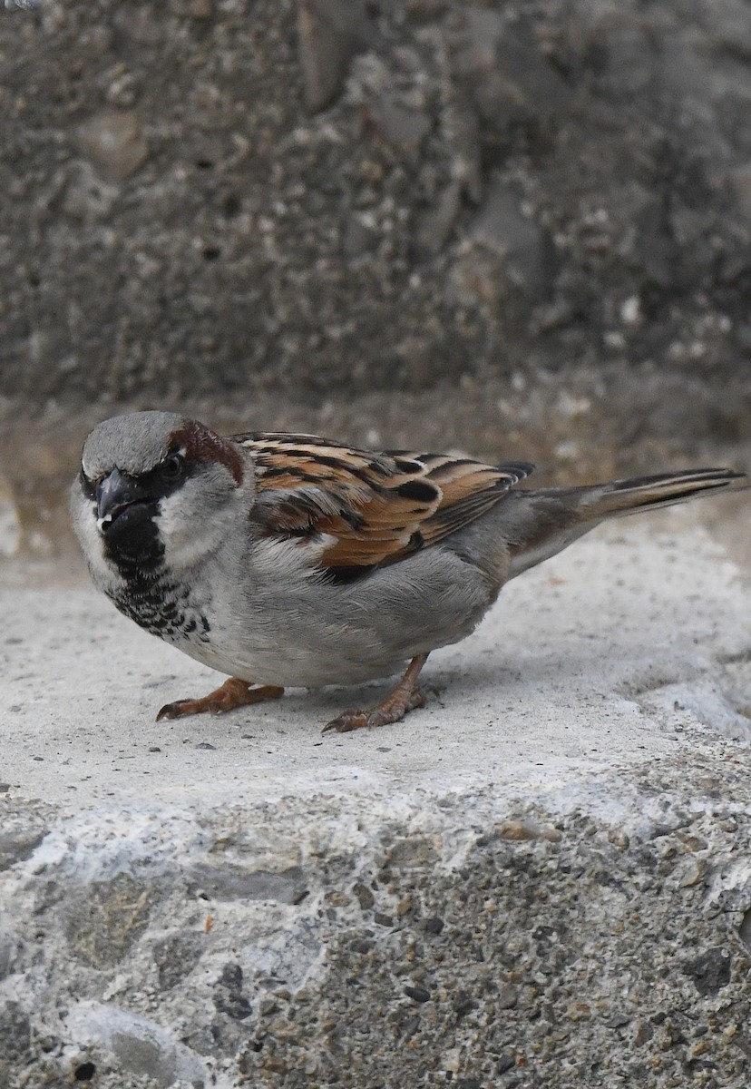 Moineau domestique - ML609816764