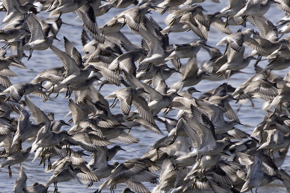 Red Knot - ML609816780