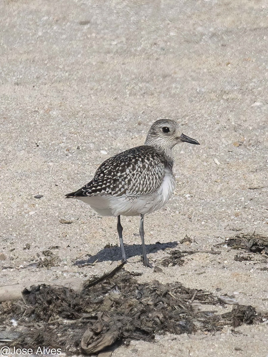 Буурал сүвээ цагаан - ML609816803