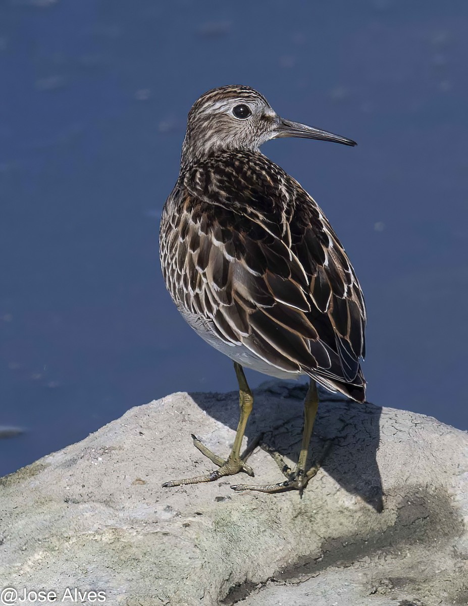 Орог элсэг - ML609816804