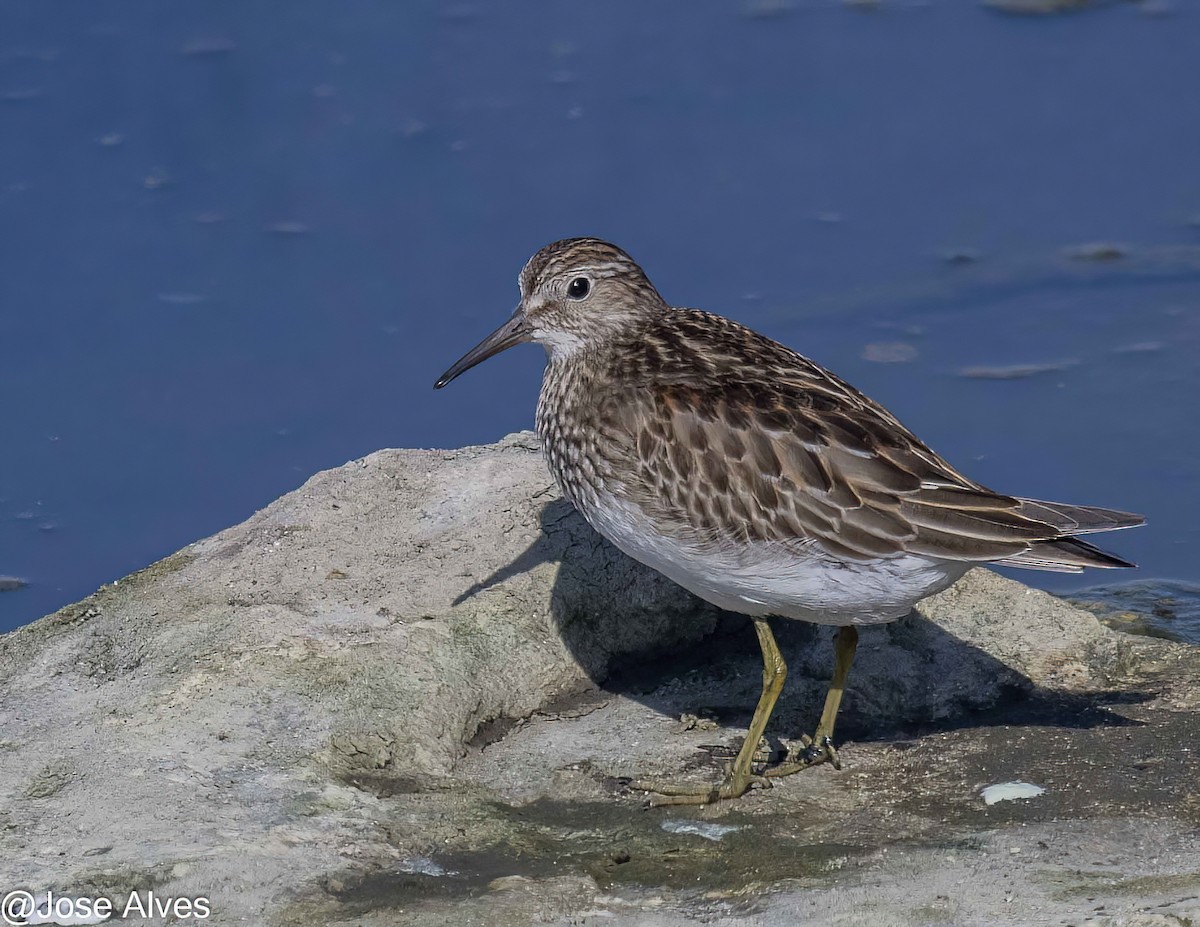 Орог элсэг - ML609816806