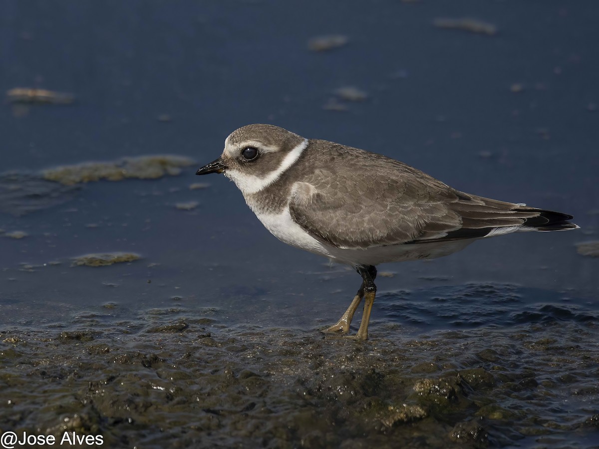 Хүзүүвчит хиазат - ML609816821