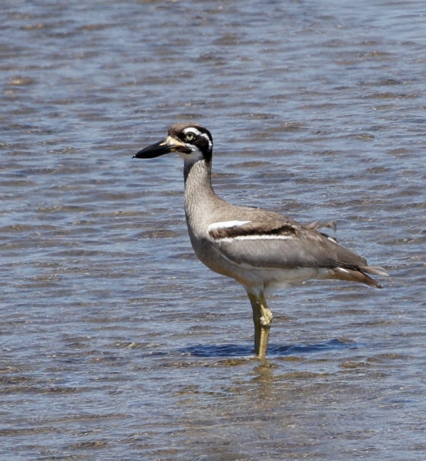 Beach Thick-knee - ML609816838