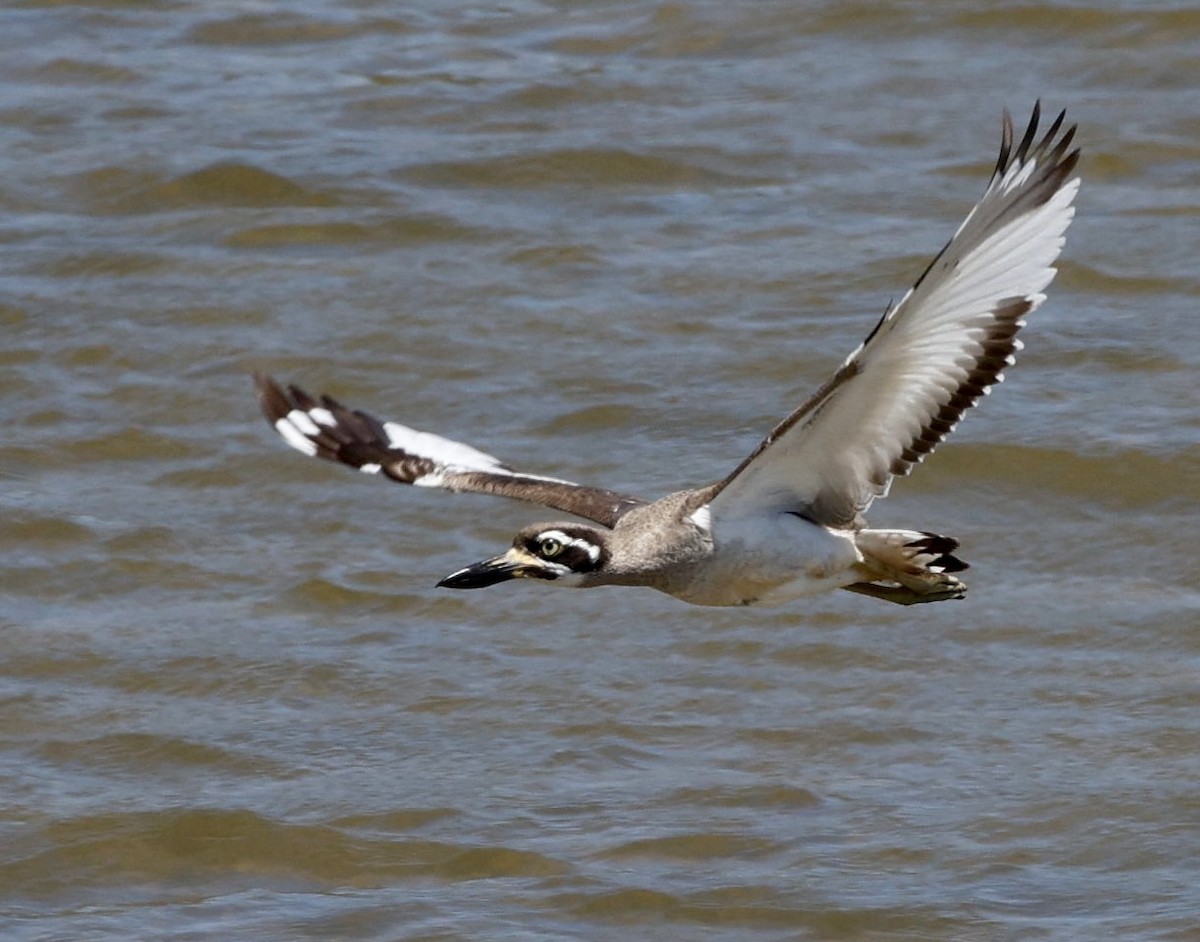 Beach Thick-knee - ML609816839