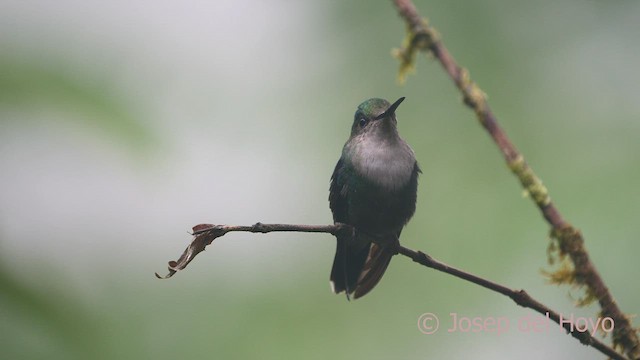 Crowned Woodnymph (Green-crowned) - ML609816853