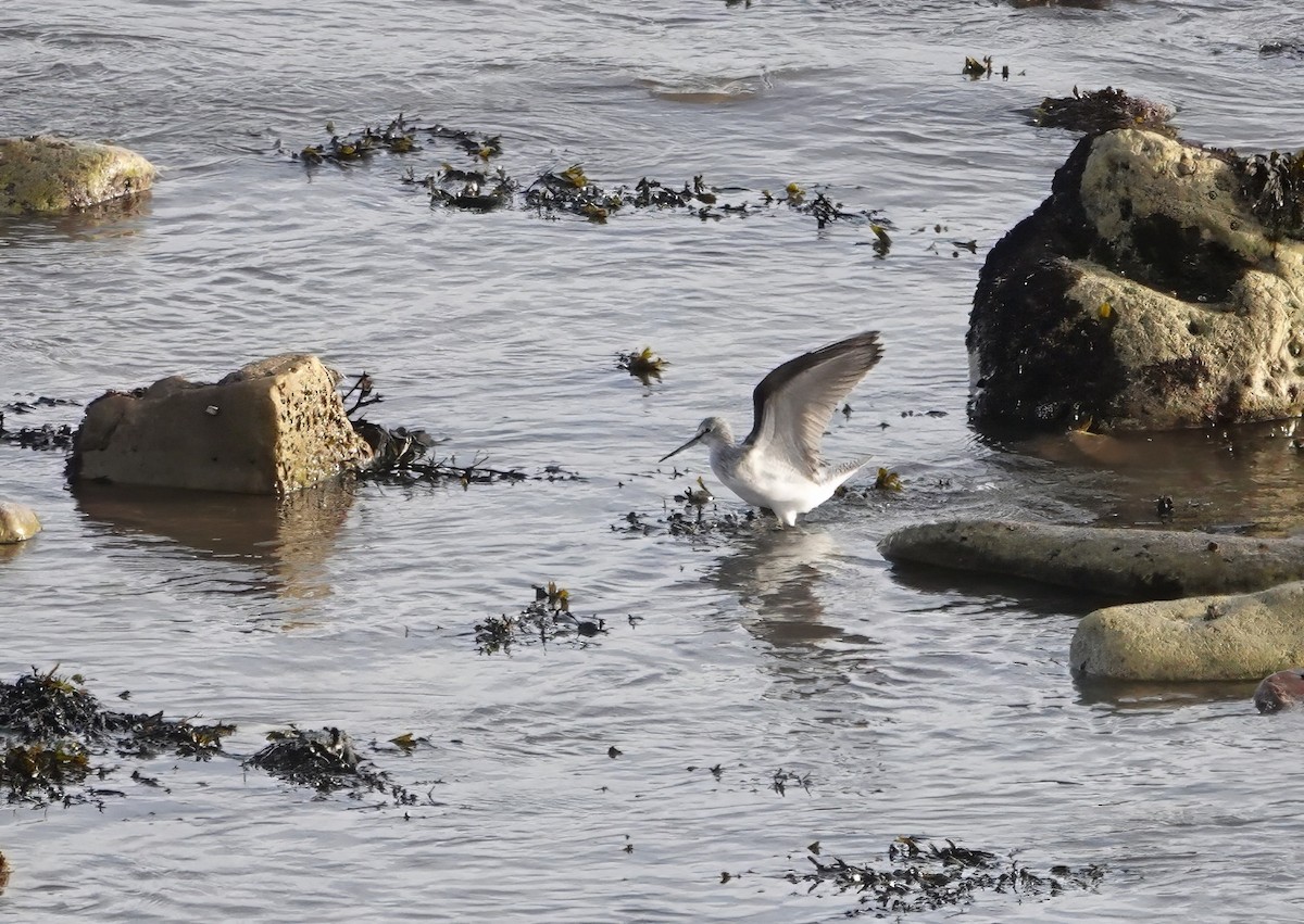 Common Greenshank - Mark Harper