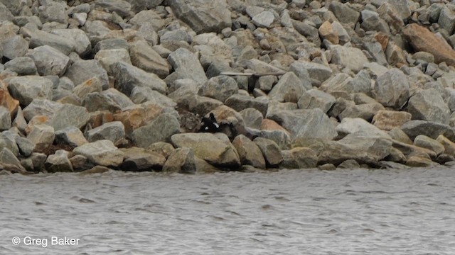 Black Guillemot - ML609816873