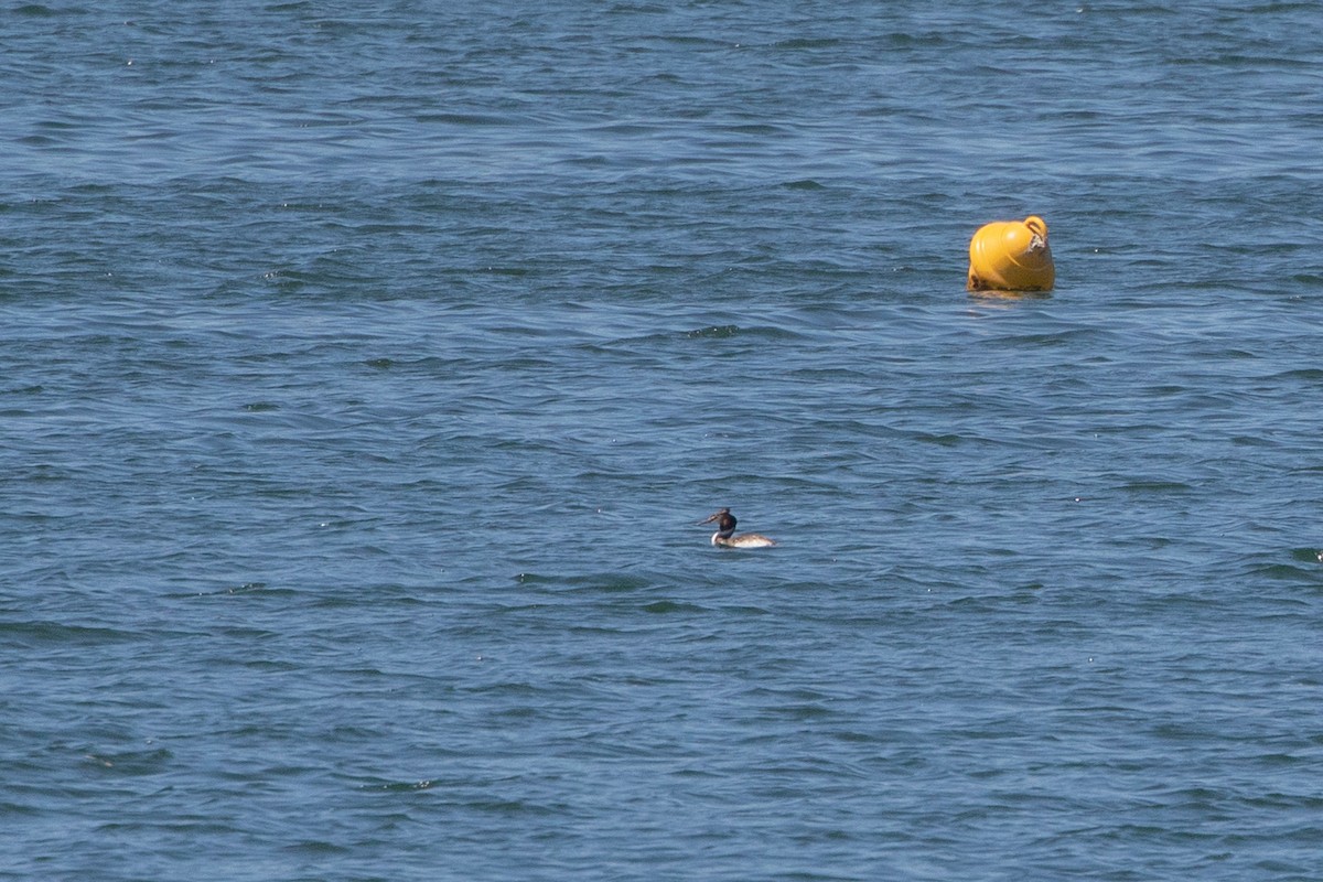 Great Crested Grebe - ML609816915