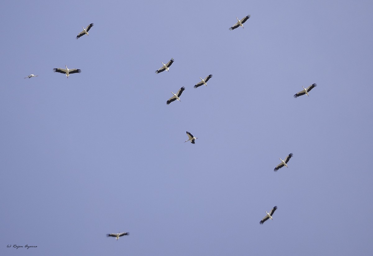 White Stork - ML609816980