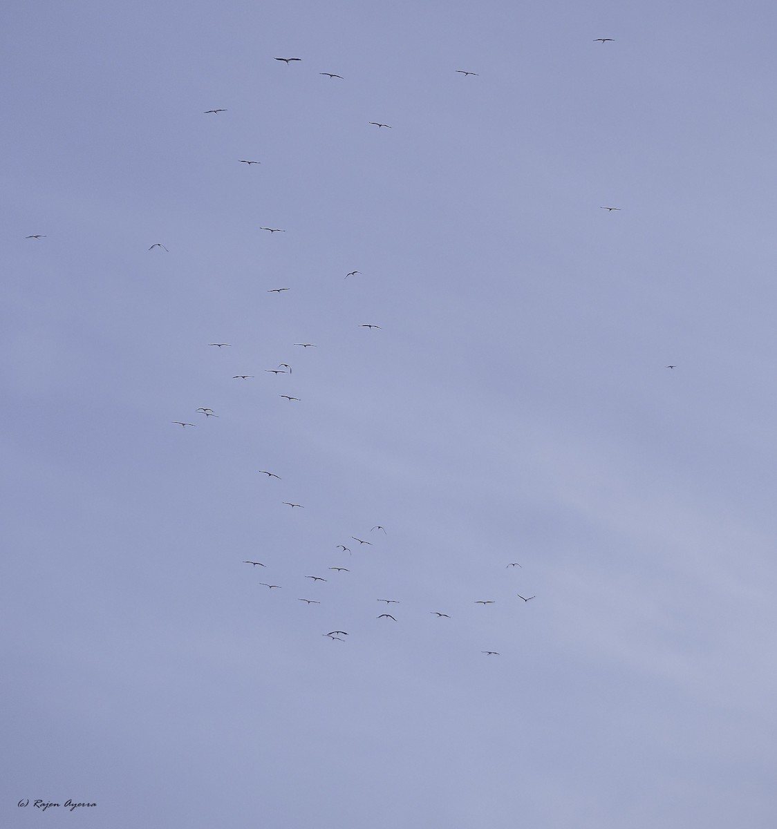 White Stork - ML609816982