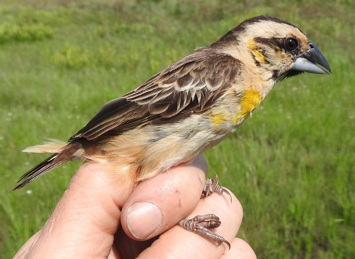 Compact Weaver - Dieter Oschadleus