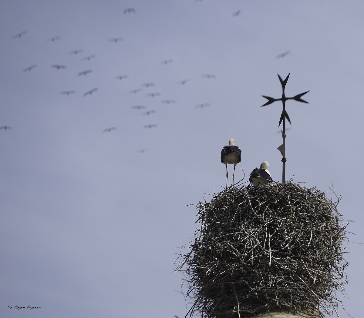 White Stork - ML609816987