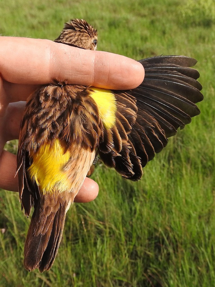 Yellow Bishop - Dieter Oschadleus