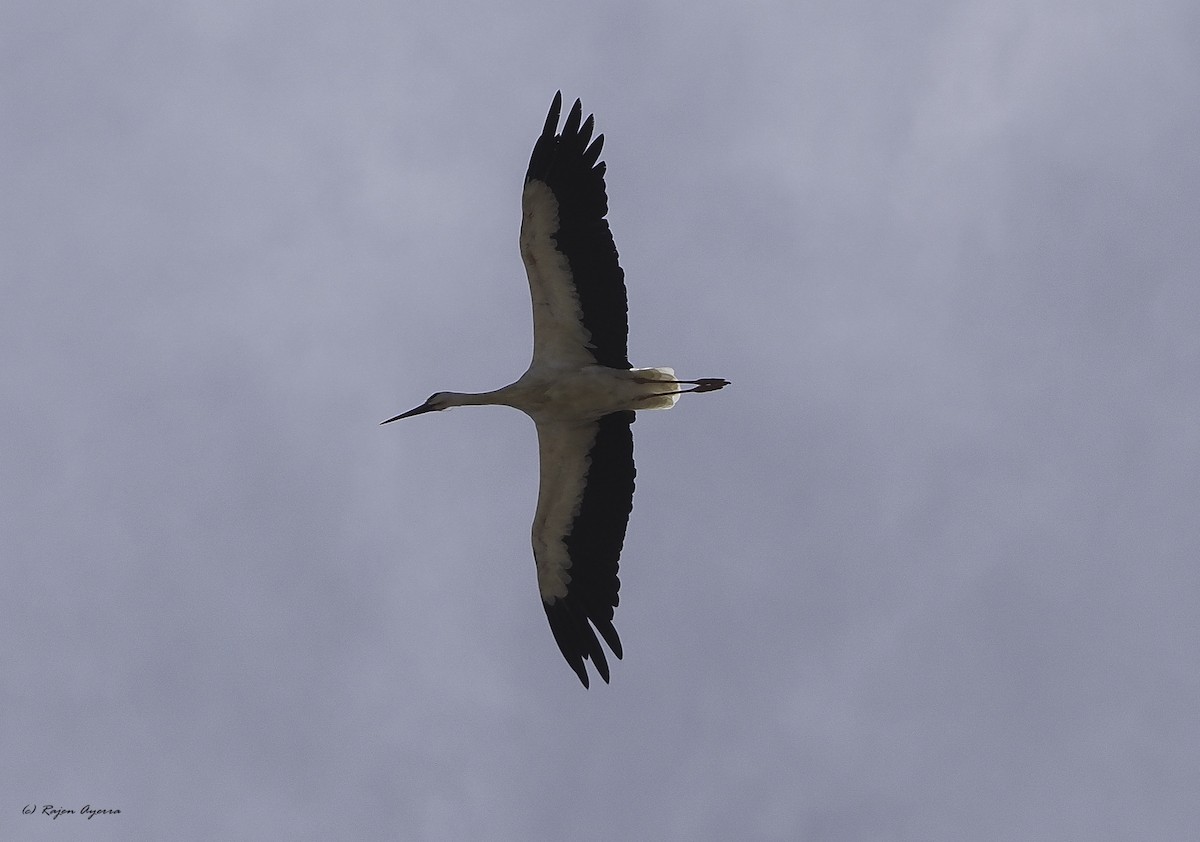 White Stork - ML609816995