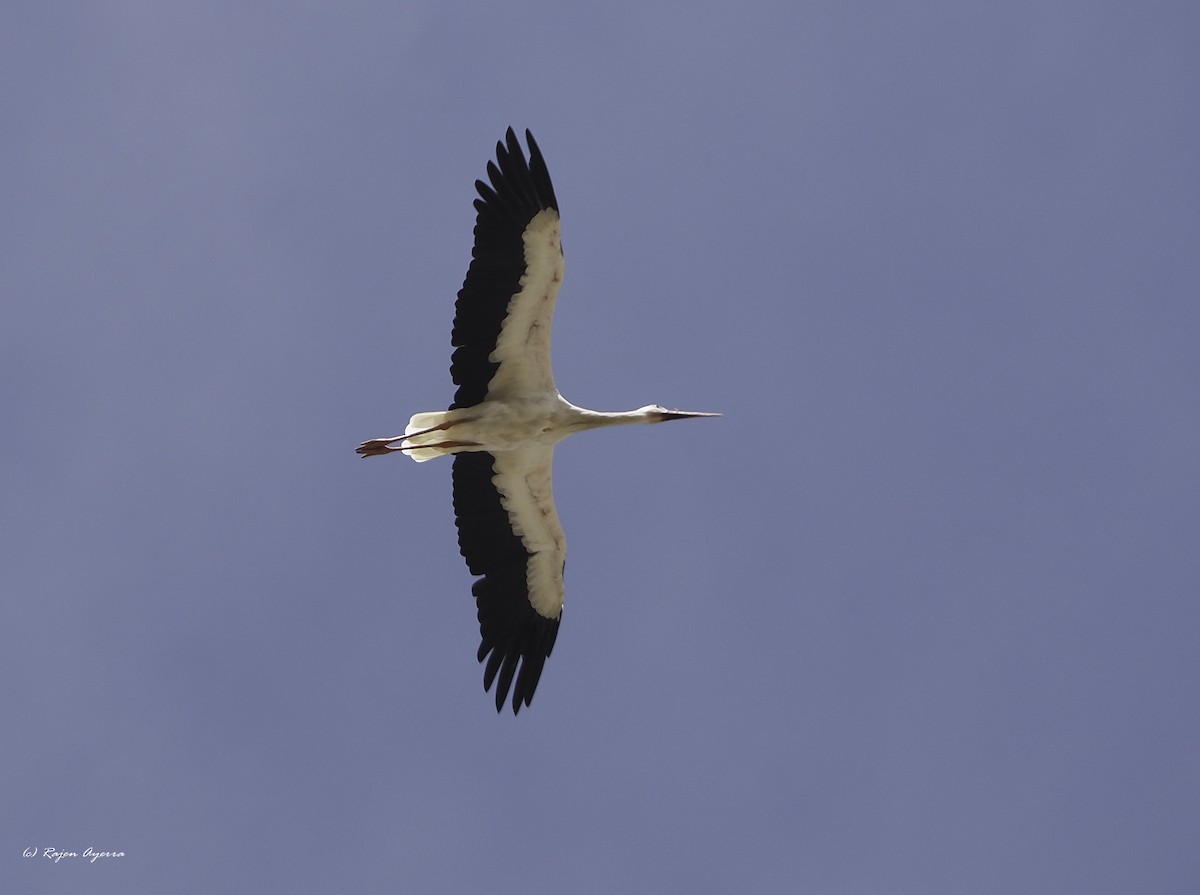 Cigüeña Blanca - ML609816997