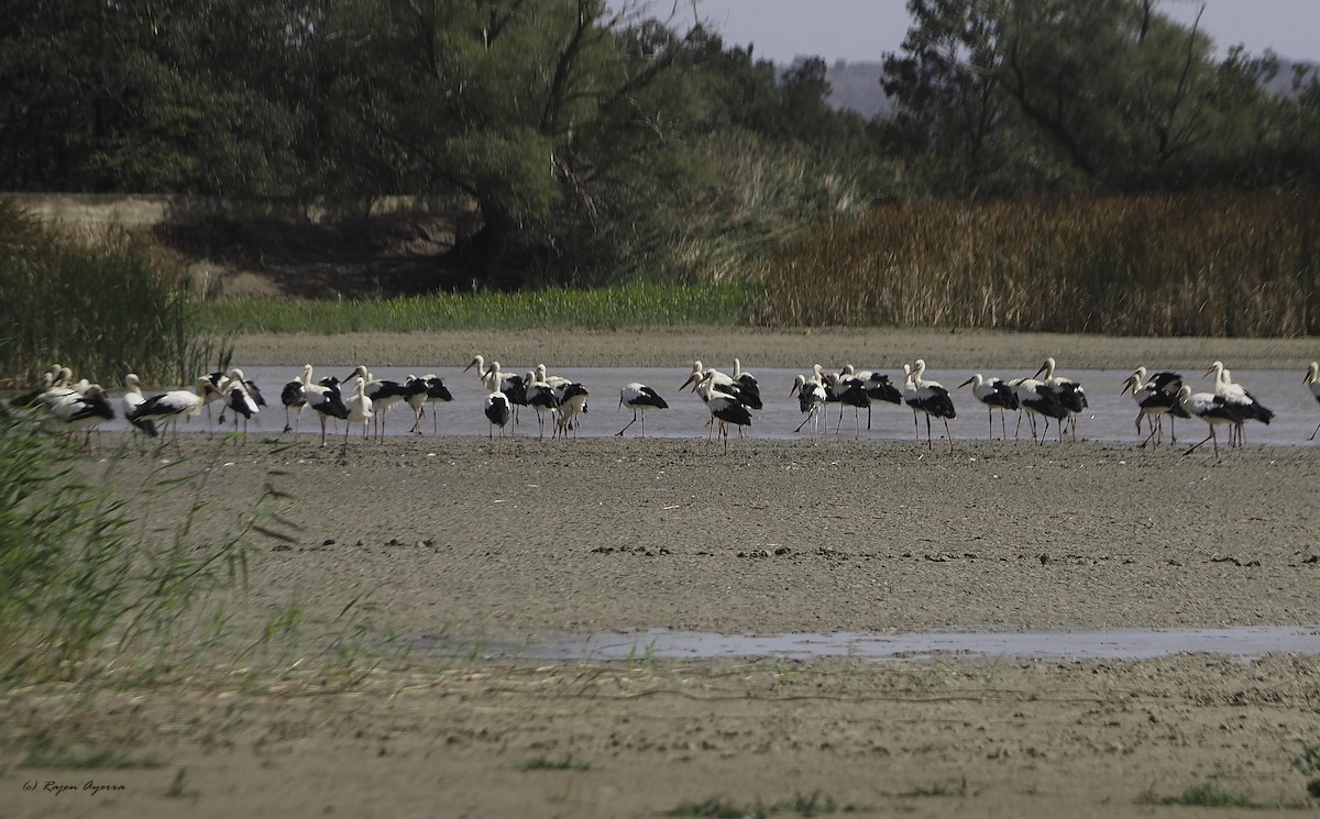 White Stork - ML609816998