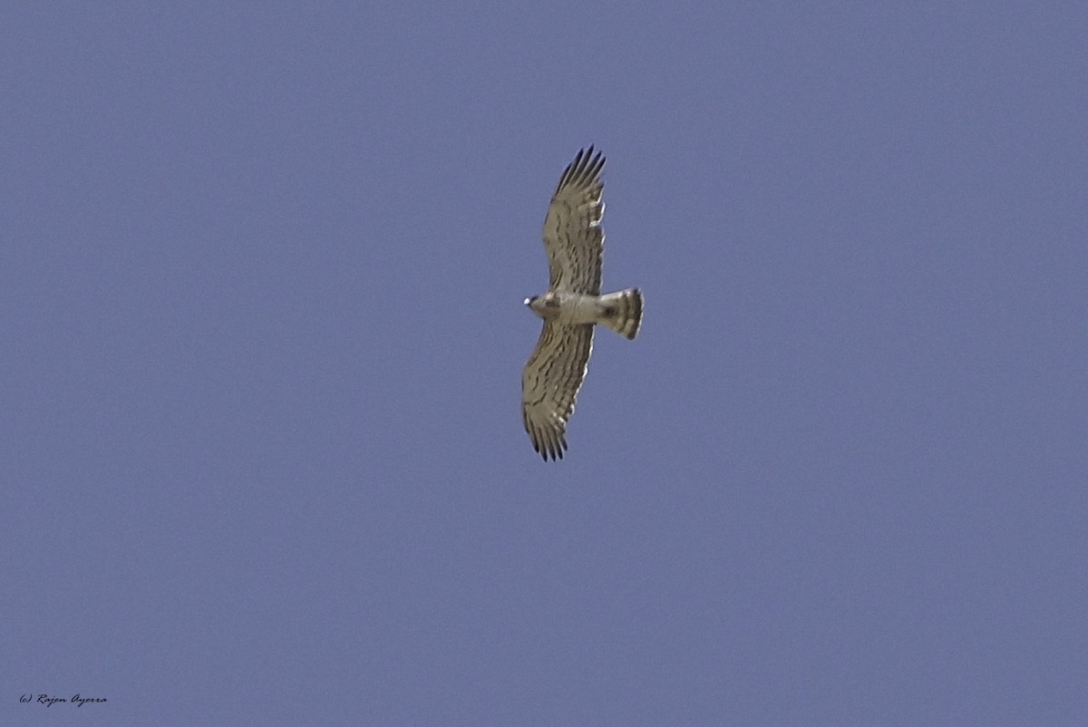 Short-toed Snake-Eagle - ML609816999