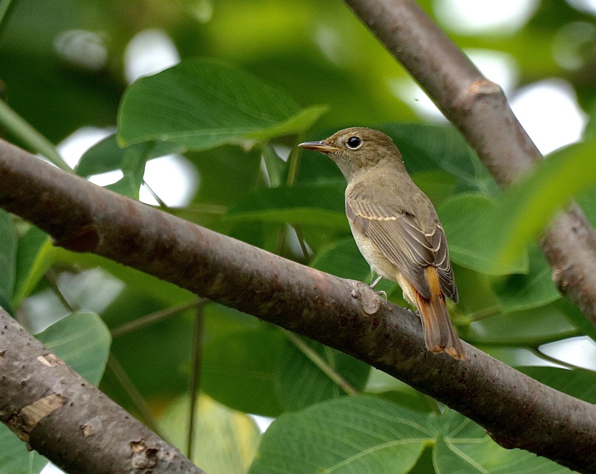 Rusty-tailed Flycatcher - ML609817000