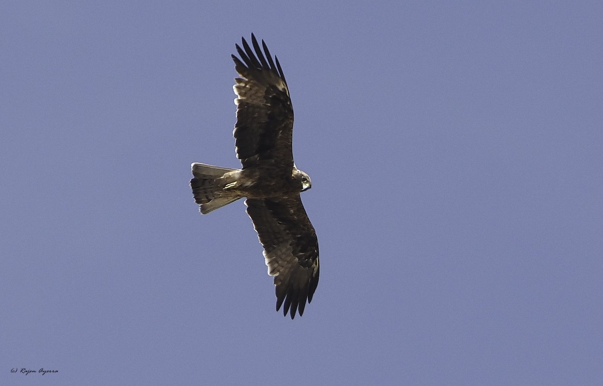 Aquila minore - ML609817006