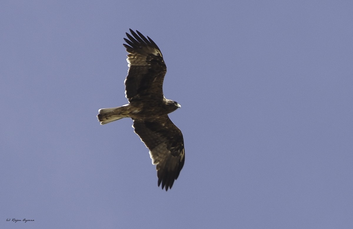 Aquila minore - ML609817007
