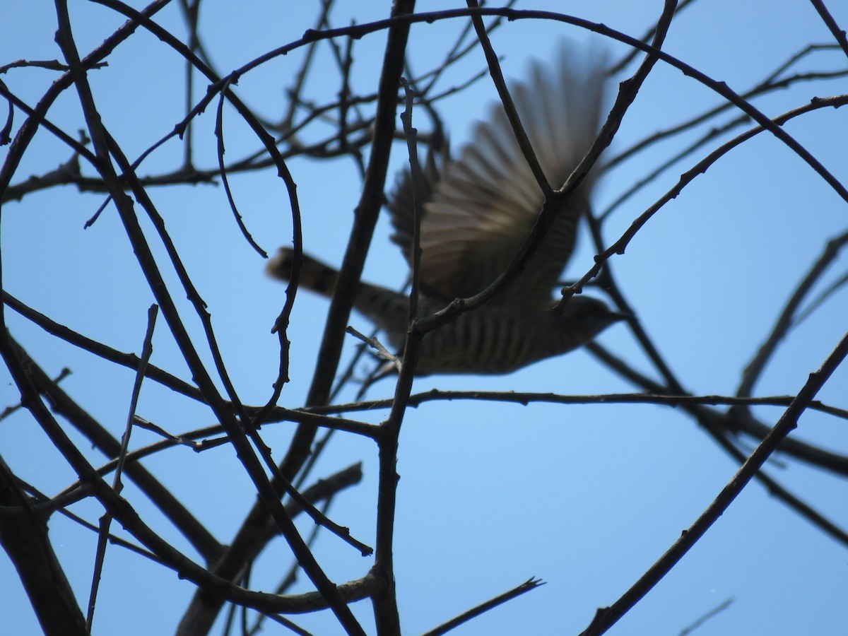 Horsfield's Bronze-Cuckoo - ML609817012