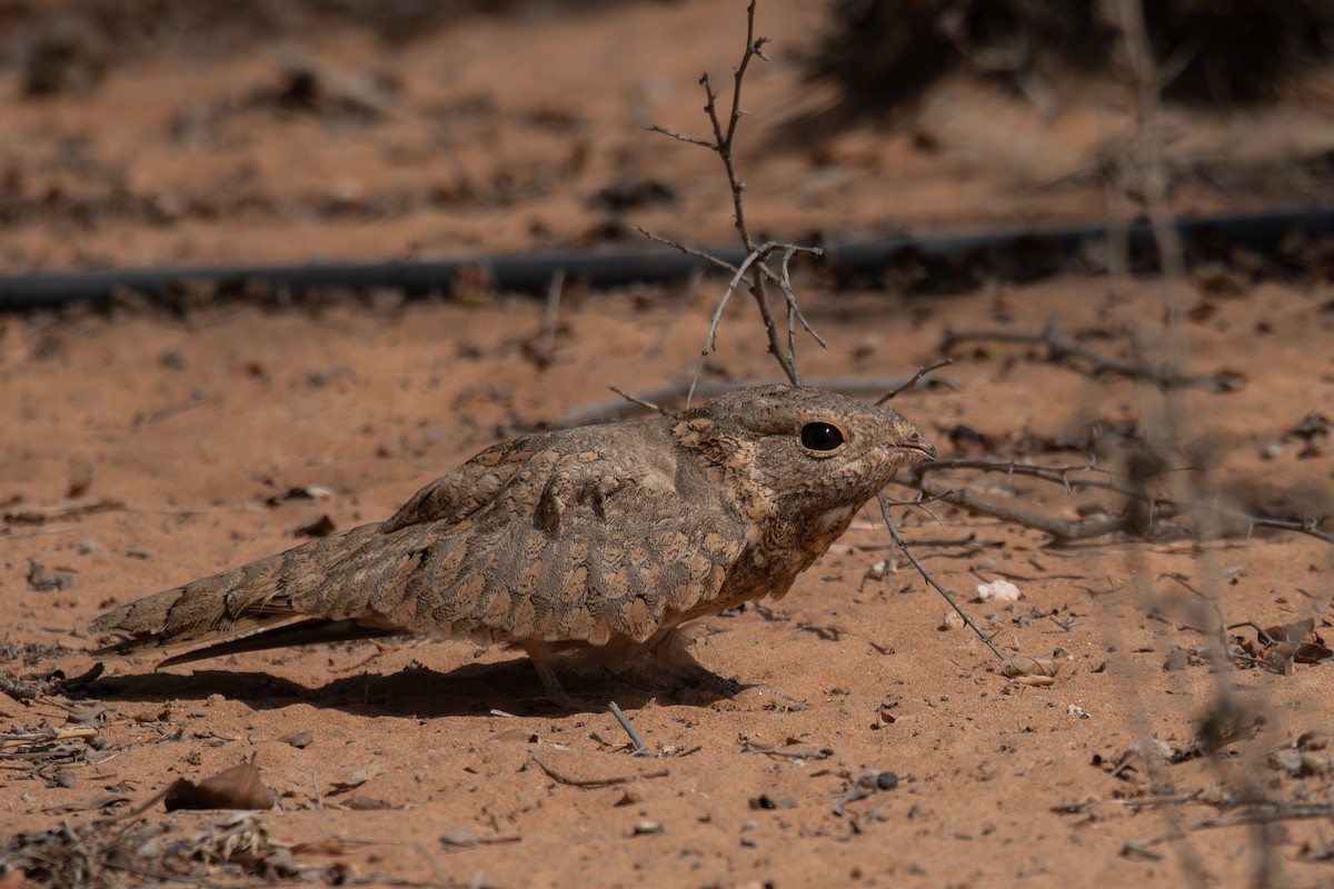 Egyptian Nightjar - ML609817089