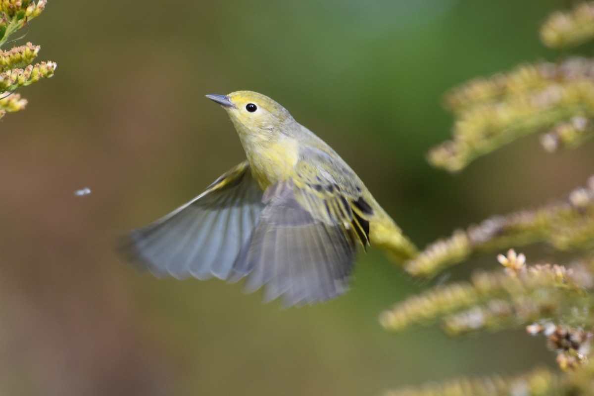 Yellow Warbler - Martyn A