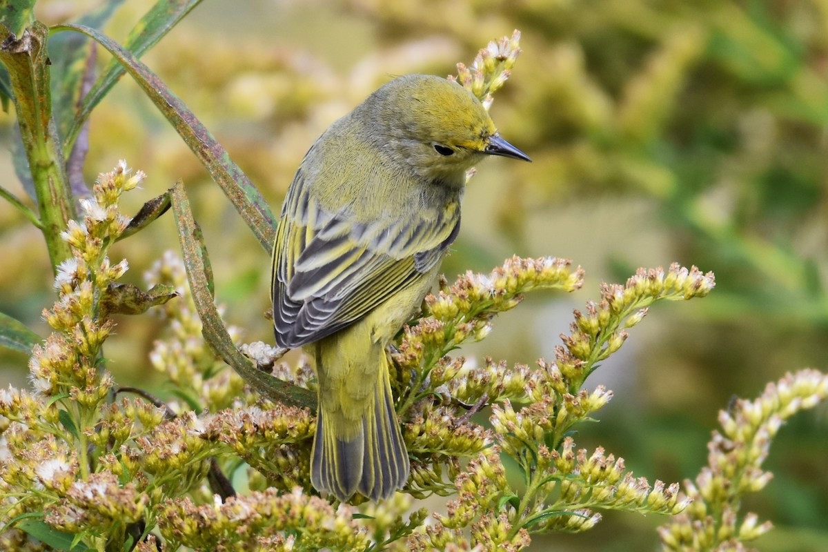 Yellow Warbler - Martyn A