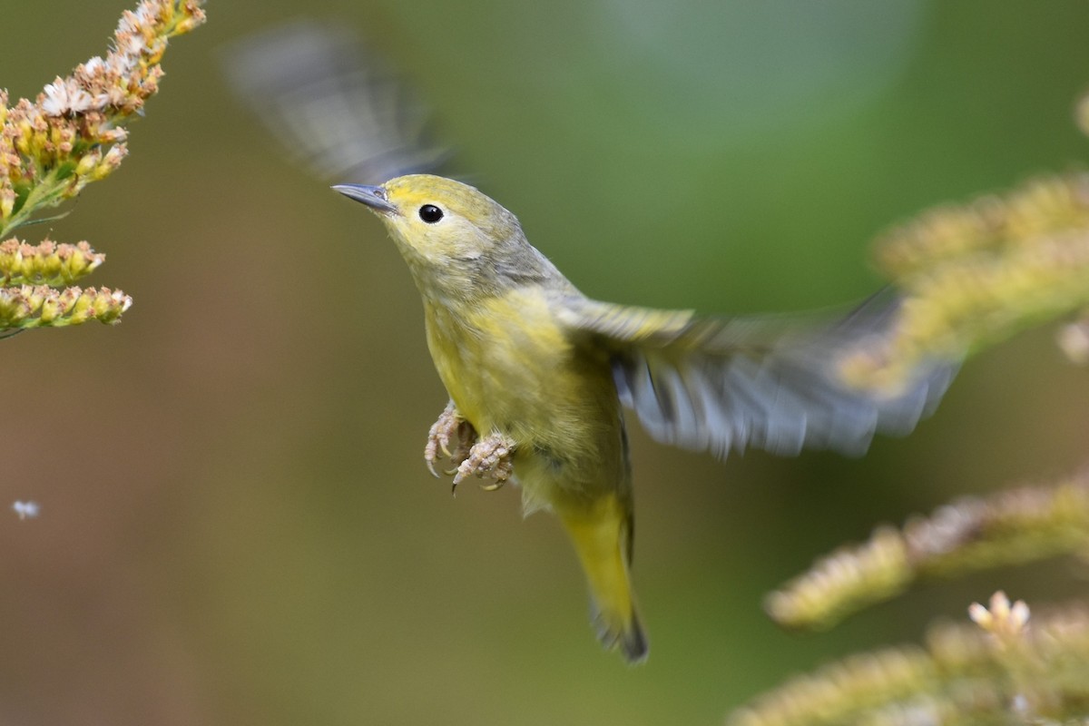 Yellow Warbler - Martyn A