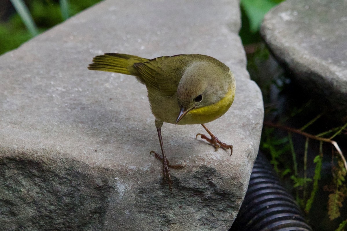 Common Yellowthroat - ML609817389