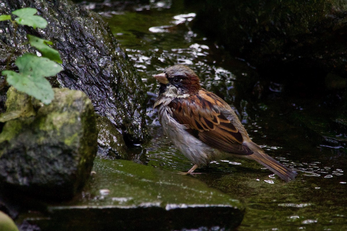 House Sparrow - ML609817397