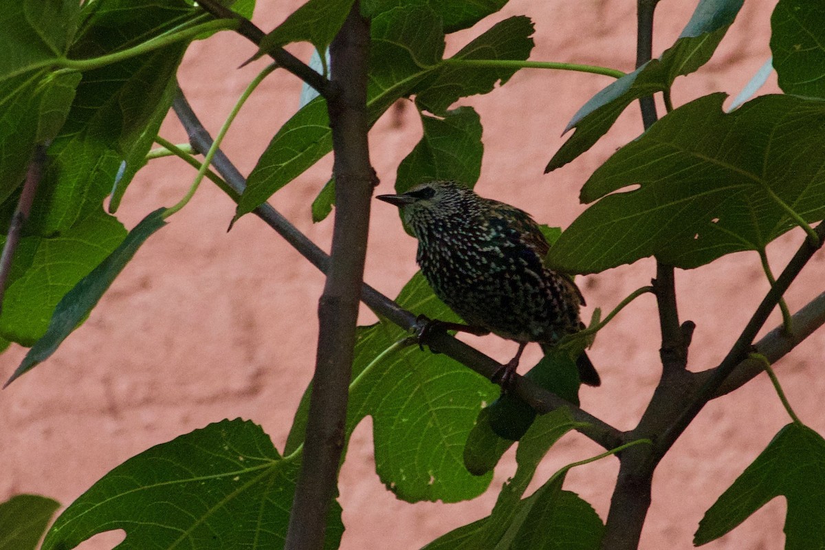 European Starling - ML609817399