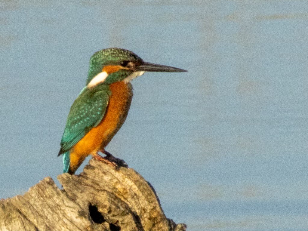 Martin-pêcheur d'Europe - ML609817417