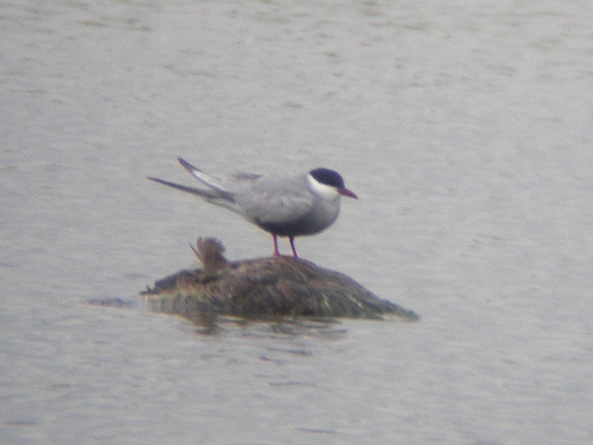 Whiskered Tern - Gareth Hughes