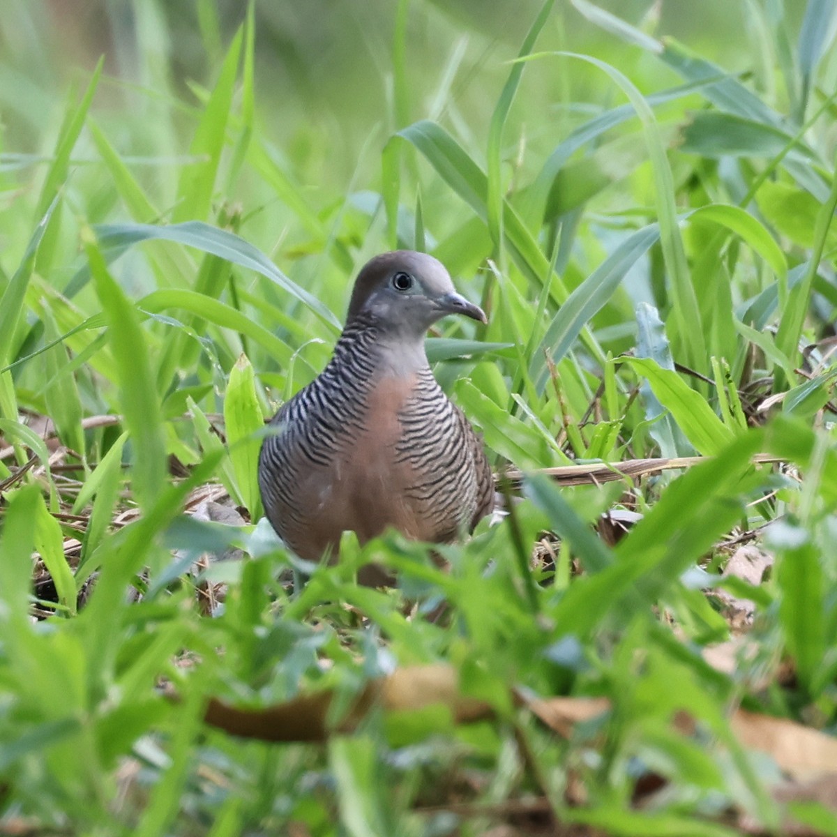 Zebra Dove - ML609817578